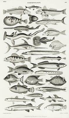Beach House Shell Fish - Ichthyology from A history of the earth and animated nature 1820 by Oliver Goldsmith  by Shop Ability