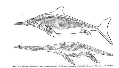 Neutrality - Ichthyosaur and Plesiosaur C1 by Historic Illustrations