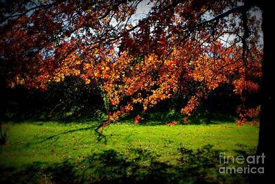 Frank J Casella Photos - Illuminated Golden Autumn Leaves by Frank J Casella