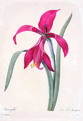 Lilies Drawings - Illustration 1827 R2 by Botany
