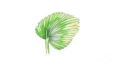 Floral Drawings Rights Managed Images - Illustration Sketch of Beautiful Licuala Orbicularis Palm Royalty-Free Image by Iam Nee