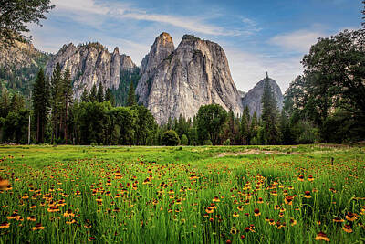 Little Mosters Rights Managed Images - In the Valley of Yosemite - Wildflowers in Yosemite National Park Royalty-Free Image by Southern Plains Photography