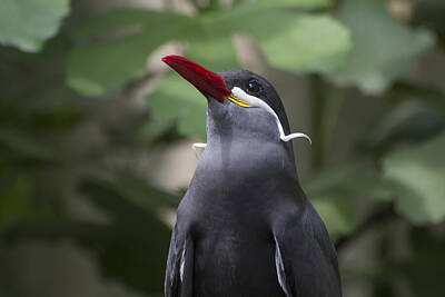 Birds Photo Rights Managed Images - Inca tern Royalty-Free Image by Pietro Ebner