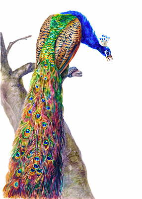 Animals Paintings - Indian Peafowl by Bird Republic