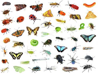 Animals Royalty-Free and Rights-Managed Images - Insect rainbow by Save the Insects