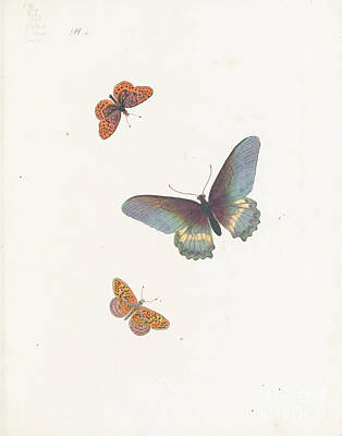 Animals Drawings - Insects, moths and Butterflies 1797 r2 by Historic illustrations