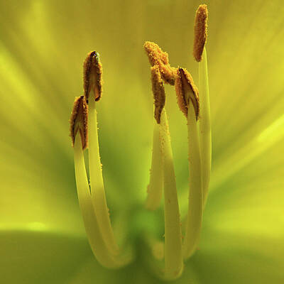 Clouds - Inside A Yellow Day Lily by Robert Tubesing