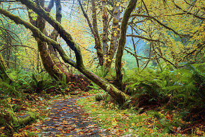 Whimsically Poetic Photographs - Into the Autumn Woodland by Mike Lee