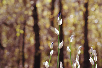 Luck Of The Irish - Iris Buds Shining in Sunlight by Gaby Ethington