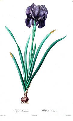 Lilies Drawings - Iris susiana, z3 by Botanical Illustration