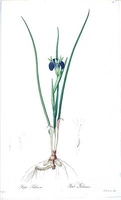 Lilies Drawings - Iris tuberosa z2 by Botanical Illustration