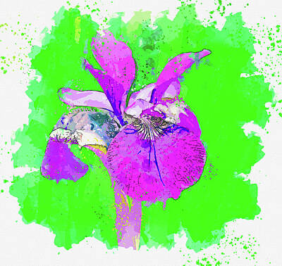 Royalty-Free and Rights-Managed Images - iris, watercolor, by Ahmet Asar by Celestial Images