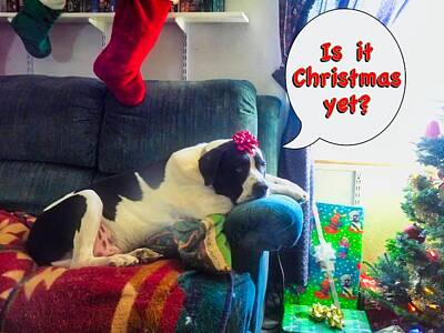 Comics Photos - Is it Christmas yet? by Judy Kennedy