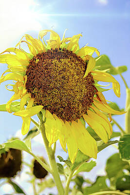 Sunflowers Digital Art - Its Hot Outside Sunflower Portrait by Gaby Ethington