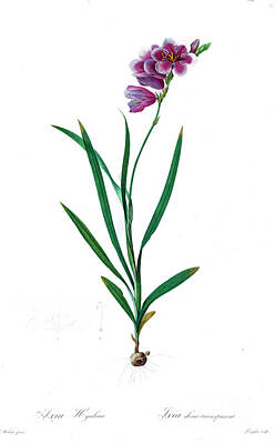 Lilies Drawings - Ixia hyalina z4 by Botanical Illustration