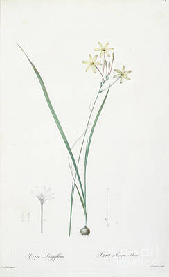 Lilies Drawings - Ixia longiflora syn Ixia paniculata  z3 by Ofer Zilberstein