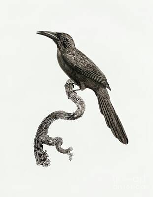 In Flight - Jacamar from Histoire Naturelle des Oiseaux de Paradis et Des Rolliers 1806 by Jacques Barraband  by Shop Ability