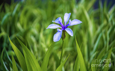Floral Photos - Japanese Iris in Waves of Grass by Mike Reid