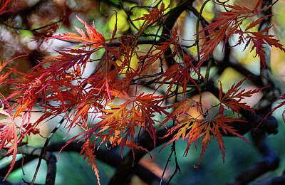 Achieving Royalty Free Images - Japanese Maple Fall Colors 2 Royalty-Free Image by Andrew Cottrill