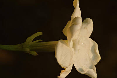 Portraits Royalty-Free and Rights-Managed Images - Jasmine Flower Portrait by Wafa Dahdal