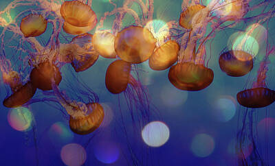 Ingredients - Jelly Fish in Bokeh Light by Marilyn MacCrakin