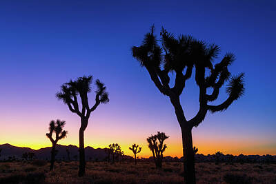Royalty-Free and Rights-Managed Images - Joshua Tree Silhouettes by Brian Knott Photography