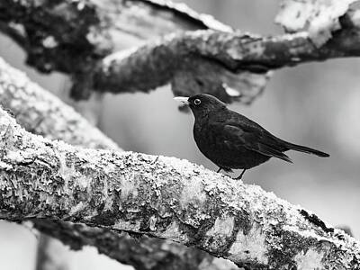 Jouko Lehto Photos - Just a bit unsure. Eurasian blackbird bw by Jouko Lehto