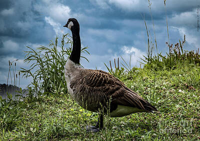 Kids Alphabet - Just A Goose And Some Grass by Gary Shindelbower