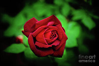 Garden Fruits - Just a Red Rose by Anna Serebryanik
