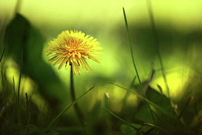 Florals Royalty Free Images - Just Another Dandelion Royalty-Free Image by Gary Yost