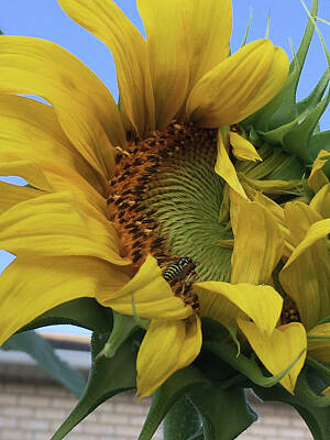 Personalized Name License Plates - Just Another Sunflower Growing in My Garden by Nila Jane Autry