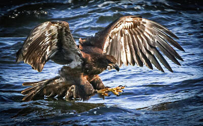 Outdoor Graphic Tees - Juvenile Bald Eagle Fishing by Dennis Becht