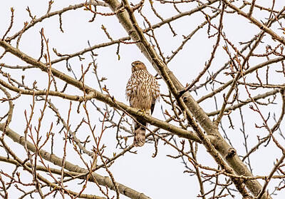 Wild And Wacky Portraits - Juvenile Coopers Hawk in Tree by Marv Vandehey