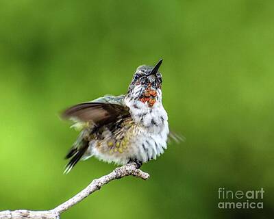 Animals And Earth Rights Managed Images - Juvenile Male Ruby-throated Hummingbird Fluffing Royalty-Free Image by Cindy Treger