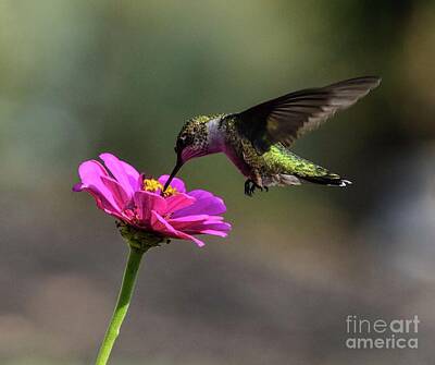 Catch Of The Day - Juvenile Ruby-throated Hummingbird Picking a Bright Pink Zinnia by Cindy Treger