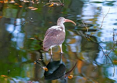 Birds Royalty-Free and Rights-Managed Images - Juvenile White Ibis Reflections Lakeland Florida by Marlin and Laura Hum