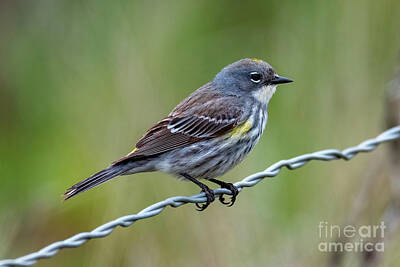 Beach Lifeguard Towers - Juvenile Yellow Rumped Warbler by Michael Dawson