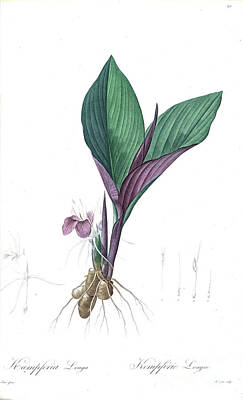 Lilies Drawings - Kaempferia galanga, z3 by Botanical Illustration