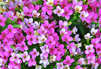 Royalty-Free and Rights-Managed Images - Kalanchoe Blossoms by Regina Geoghan