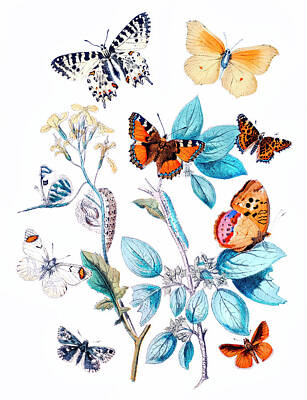 Floral Drawings Rights Managed Images - Kaleidoscope Royalty-Free Image by William Forsell Kirby