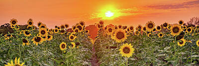 Sunflowers Photos - Kansas Sunflower Farm Panorama by Gregory Ballos