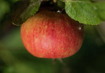 National Geographic - Karmijn de Sonnaville apple, Malus domestica by Bill Pusztai