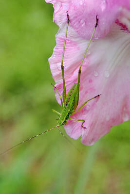 Red White And You Rights Managed Images - Katydid on Gladiolus Petal Royalty-Free Image by Gaby Ethington