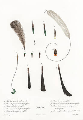 Birds Digital Art - King Bird Of Paradise Feather And Tail -   Vintage Bird Illustration - Birds Of Paradise by Studio Grafiikka