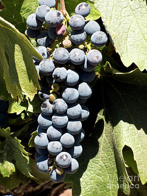 Wine Royalty-Free and Rights-Managed Images - Kohler Wine Grapes by Julieanne Case