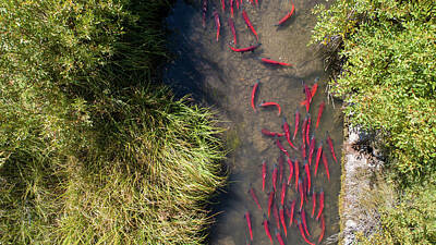 Sean - Kokanee Salmon Spawning in Small Stream by Wesley Aston