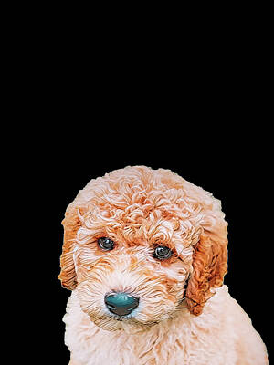 Royalty-Free and Rights-Managed Images - Labradoodle Puppy by Donna Watson-Hall and ArtcrewNZ