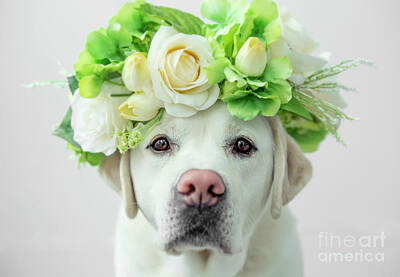 Roses Photo Royalty Free Images - Labrador Retriever with Flower Crown Royalty-Free Image by Diane Diederich