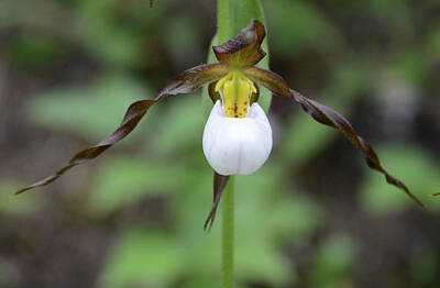 Outerspace Patenets Royalty Free Images - Lady Mountain Slipper 2 Royalty-Free Image by Whispering Peaks Photography