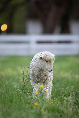 Landmarks Photos - Lamb with Spring Shepherds Purse Flowers by Rachel Morrison